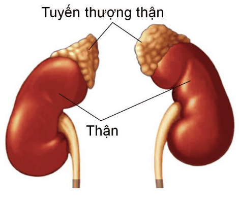 Chụp MRI ổ bụng bằng máy 3.0 Tesla - Phát hiện sớm u gan, mật, tụy, thận