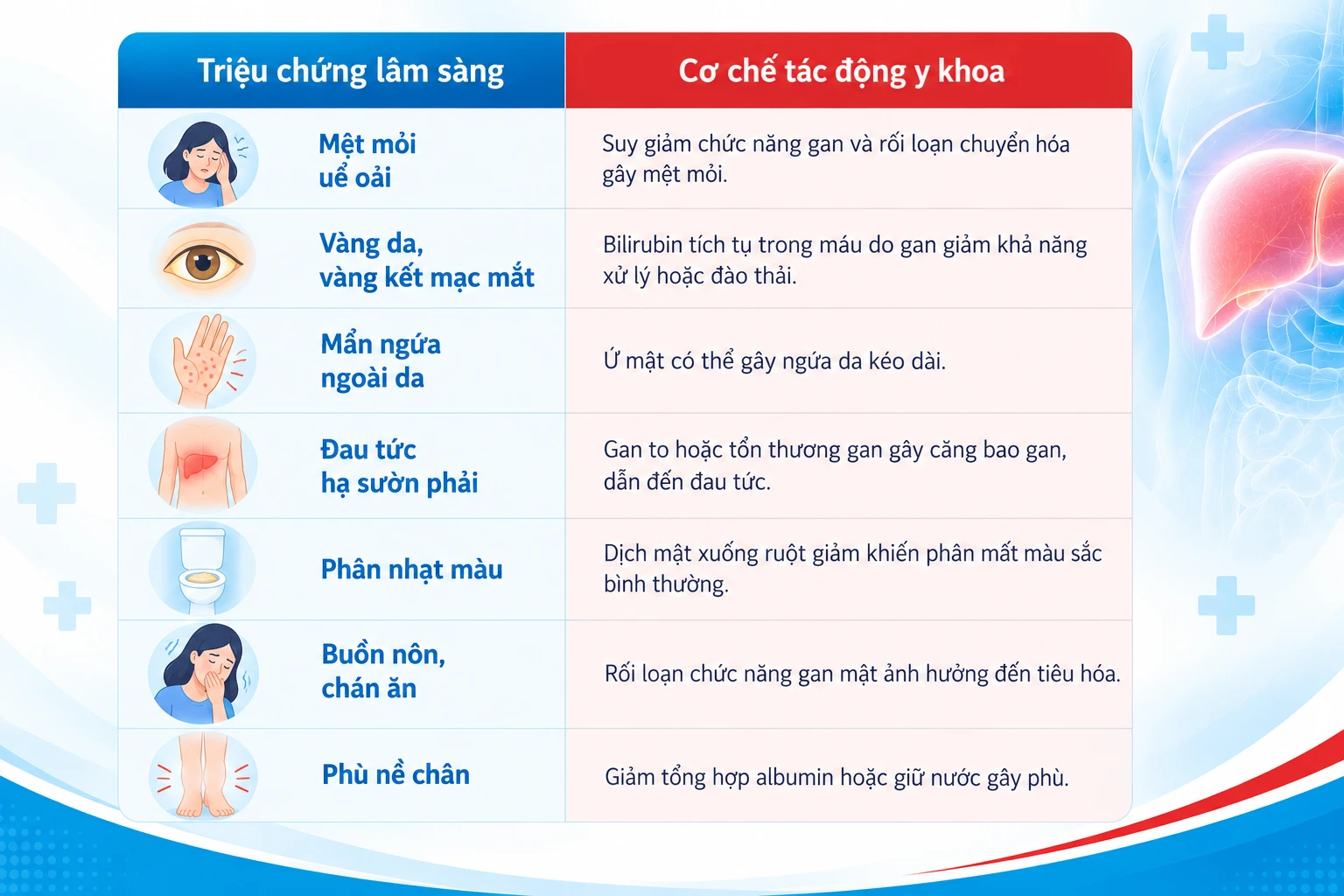 7 triệu chứng bệnh gan điển hình để phát hiện sớm